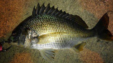 海も春爆か？（笑）