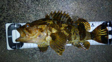 型も数もイイ感じでした！