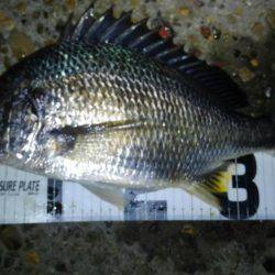 お手軽チニング♪