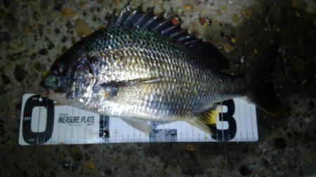 お手軽チニング♪