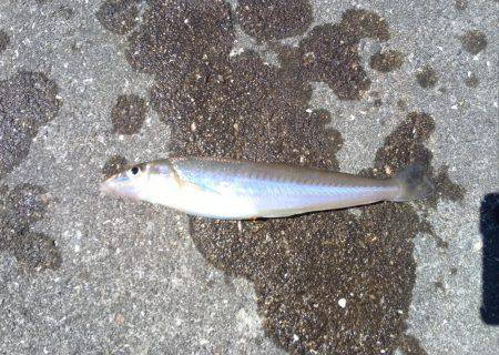 初めてのキス釣り