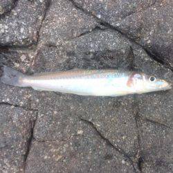 雨上がりキス釣り