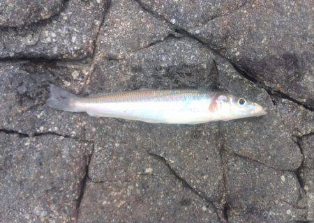 雨上がりキス釣り