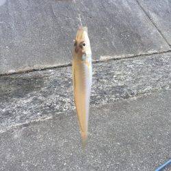 真昼のキス釣り