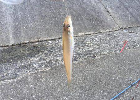 真昼のキス釣り