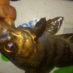 どしゃ降りメバリング