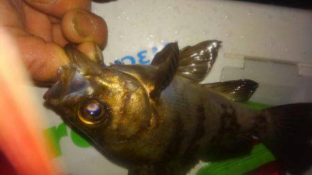 どしゃ降りメバリング