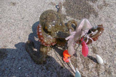 今年はハズレ年？