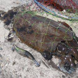 外道？キロアップ