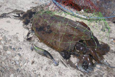 外道？キロアップ