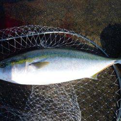 ブリじゃなくてメジロ