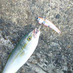 ツバス狩り　イマイチ