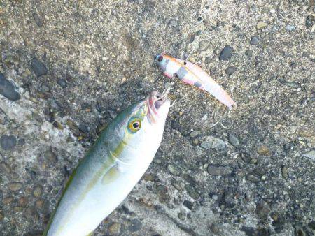 ツバス狩り　イマイチ