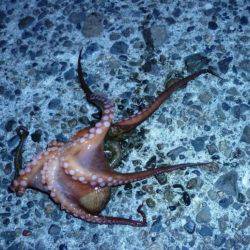 仕事帰りにちょっと…