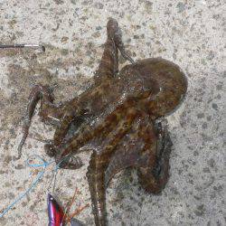 久しぶりのタコ