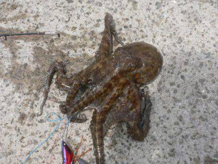 久しぶりのタコ