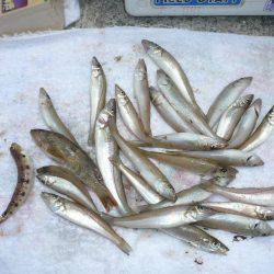 淡路のキスが釣れ始めました