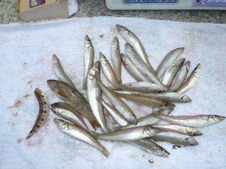 淡路のキスが釣れ始めました