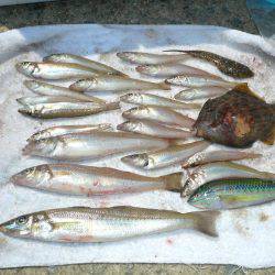 洲本砂場・洲本川で良型キスが釣れました