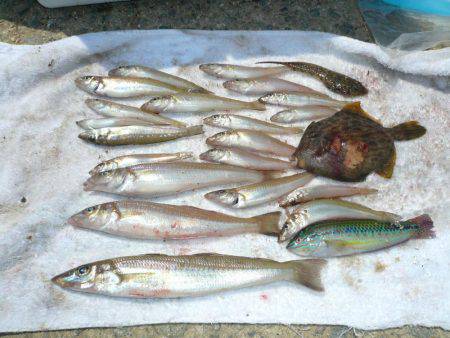 洲本砂場・洲本川で良型キスが釣れました