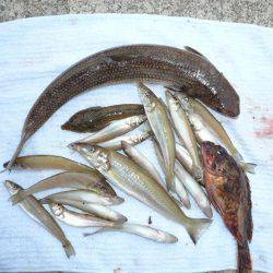 志筑バス停前でシーズン初の夜釣り