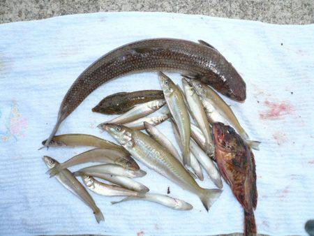 志筑バス停前でシーズン初の夜釣り