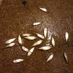 豆アジ＆ベラゲット！