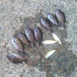 子供とお散歩フィッシング