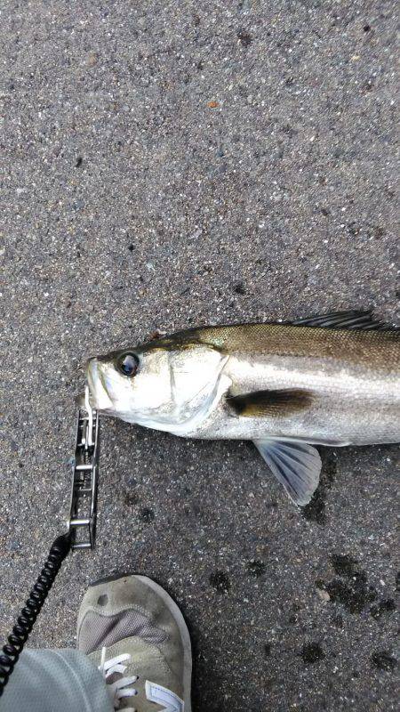 湾奥朝練　ボイル打ち