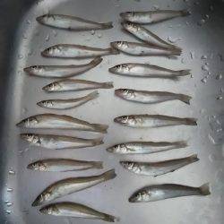 ちょい投げでキス狙い