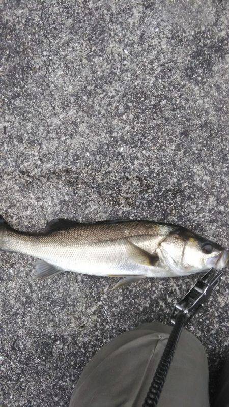 湾奥シーバス活性高し