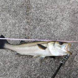 シーバス朝練釣行