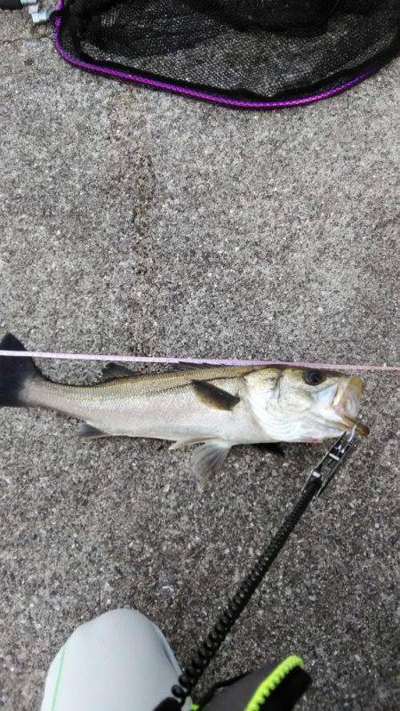 シーバス朝練釣行