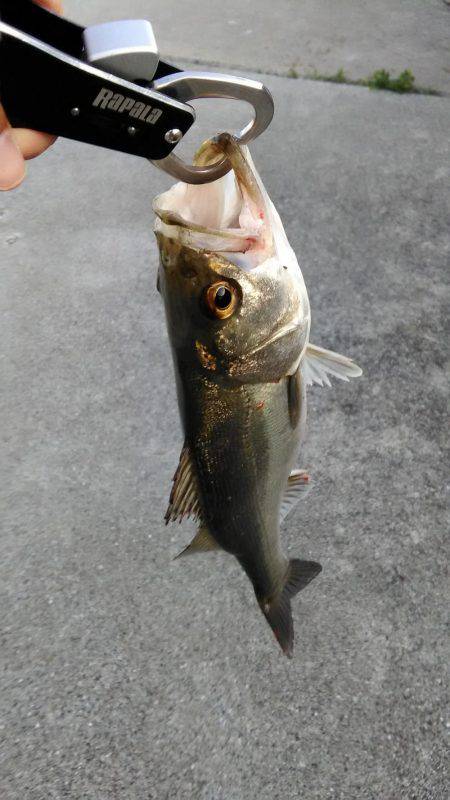 神戸湾奥シーバス朝練