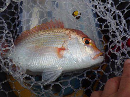 タイラバ、ジギング等々