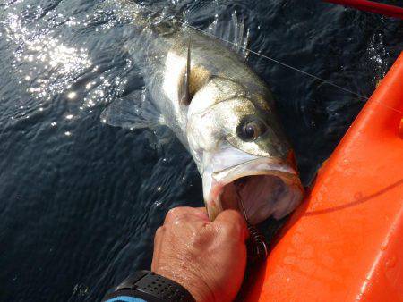 ジギング等いろいろ