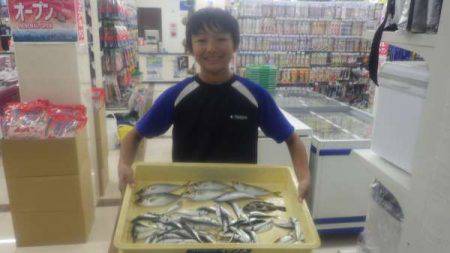 ツバス&小鯖に豆アジ