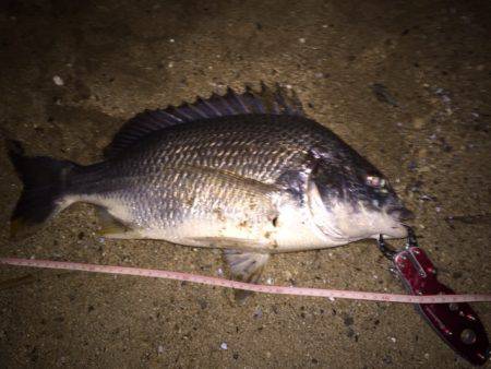 キビレ調査　ＮＯ，２１