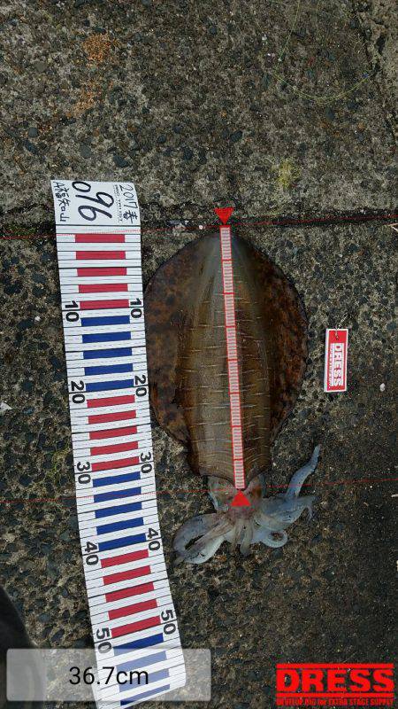 アオリイカも、そろそろ終わりかも。