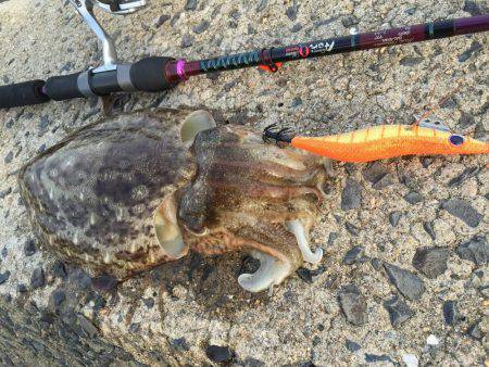 念願の！！...？