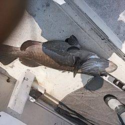 【光義丸：2017年６/１９(月) 最新大物釣果速報】