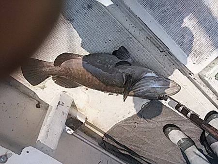 【光義丸：2017年６/１９(月) 最新大物釣果速報】