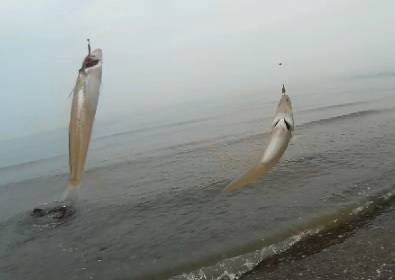 大浜での投げ釣りで。