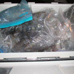 ジギング船 BLUEWATER 釣果