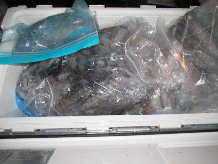 ジギング船 BLUEWATER 釣果