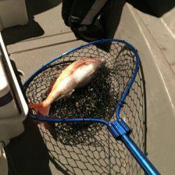 IDATEN（イダテン） 釣果