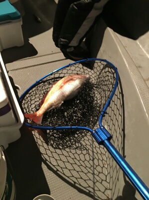 IDATEN（イダテン） 釣果