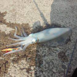 激戦区アオリイカ！久々のヒット！