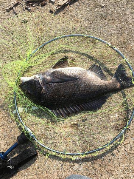今年初の落とし込み釣果