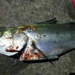 焼津　ふぃしゅーな　アオリイカ好調　その他の魚も好調